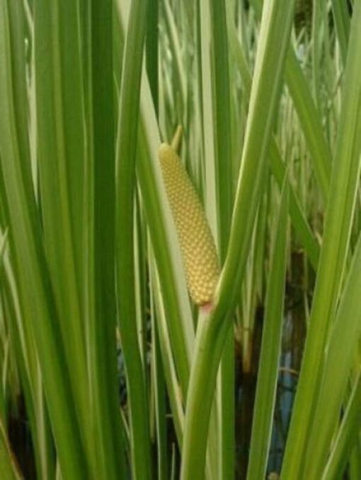 250 SWEET FLAG GRASS Wetland Pond Acorus Calamus Ornamental Seeds