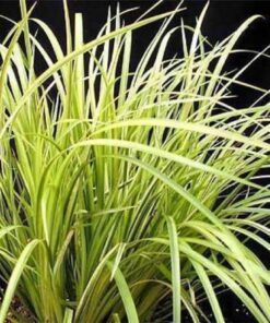 Alternative view of 250 SWEET FLAG GRASS Wetland Pond Acorus Calamus Ornamental Seeds