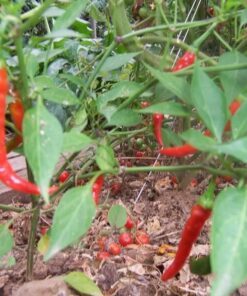 Alternative view of 300 LONG Red CAYENNE PEPPER Capsicum Annuum Vegetable Seeds