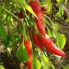 300 LONG Red CAYENNE PEPPER Capsicum Annuum Vegetable Seeds