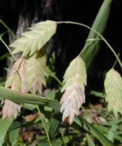 100 NORTHERN SEA OATS Grass Inland Chasmanthium Seeds