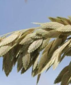 Alternative view of 100 NORTHERN SEA OATS Grass Inland Chasmanthium Seeds