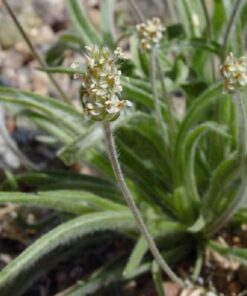 1000 Dark FRENCH PSYLLIUM Herb Flower Flea Seed Combined