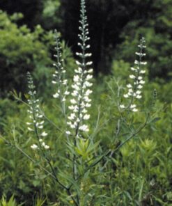 Alternative view of 50 WHITE WILD INDIGO Baptisia Alba Usa Native Pollinator Flower Seeds