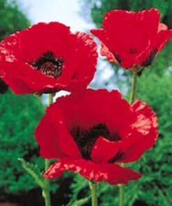 Alternative view of 100 BEAUTY Of Livermere ORIENTAL POPPY Papaver Orientale Flower Seeds