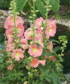Alternative view of 50 Mixed Colors HOLLYHOCK KING HENRY Viii Mix Alcea Rosea Flower Seeds