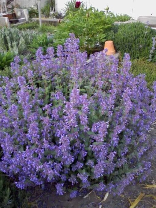 50 Blue CATMINT Nepeta Mussinii HERB Flower Seeds