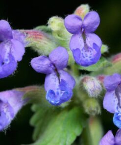 Alternative view of 50 Blue CATMINT Nepeta Mussinii HERB Flower Seeds