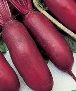 Alternative view of 250 CYLINDRA BEET Beta Vulgaris Vegetable Seeds