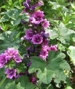 Alternative view of 20 MAURITANIAN MALVA Mallow Malva sylvestris var