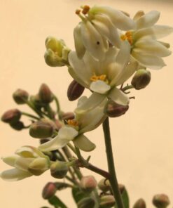 10 Flowering DRUMSTICK TREE Moringa Oleifera Seeds (Miracle Tree / Ben Oil Tree)