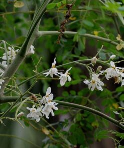 Alternative view of 10 Flowering DRUMSTICK TREE Moringa Oleifera Seeds (Miracle Tree / Ben Oil Tree)