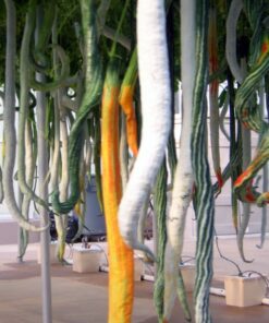 Alternative view of 10 SNAKE GOURD Multicolored Craft Gourd Lagenaria Siceraria Vine Seeds