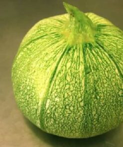 Alternative view of 50 ROUND ZUCCHINI Summer SQUASH Cucurbita Pepo Vegetable Seeds