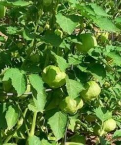 Alternative view of 200 GRANDE Rio VERDE TOMATILLO Green Physalis Ixoxcarpa Vegetable Seeds