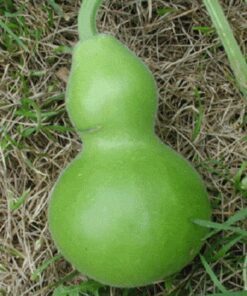 Alternative view of 20 BIRDHOUSE GOURD (Hard Shelled Gourd / Calabash) Lagenaria Siceraria Vine Seeds