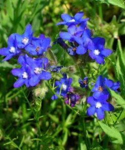 Alternative view of 100 BLUE ITALIAN ALKANET Anchusa Capensis Flower Seeds