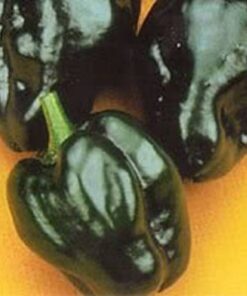 50 ANCHO POBLANO PEPPER Chili Pepper Capsicum Annuum Vegetable Seeds