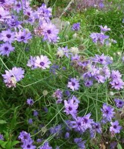 Alternative view of 20 Blue CUPIDS DART aka ' LOVE plant ' Catananche Caerulea Flower Seeds