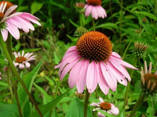50 PINK BABY CONEFLOWER Echinacea Pallida Flower Seeds *Combined S/H