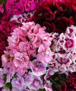 Alternative view of 500 MIXED Colors SWEET WILLIAM Dianthus Barbatus Color Mix Red White Pink Bicolor Flower Seeds