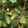 200 NATIONAL PICKLING CUCUMBER Fruit Cucumis Sativus Seeds