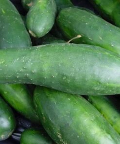 Alternative view of 200 NATIONAL PICKLING CUCUMBER Fruit Cucumis Sativus Seeds