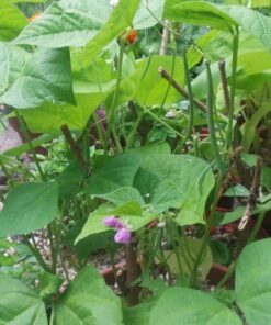 Alternative view of 50 FRENCH Blue Lake POLE BEAN Phaseolus Vulgaris Vegetable Seeds