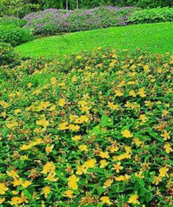Alternative view of 1500 Great SAINT JOHNS WORT St John's Hypericum Pyramidatum Yellow Flower Herb Seeds Flat