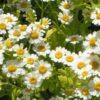 300 FEVERFEW Tanacetum Parthenium Herb Flower Seeds