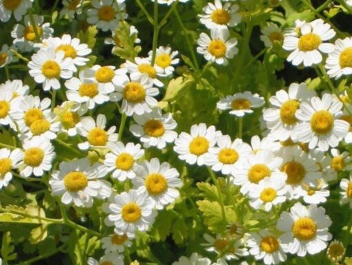 300 FEVERFEW Tanacetum Parthenium Herb Flower Seeds