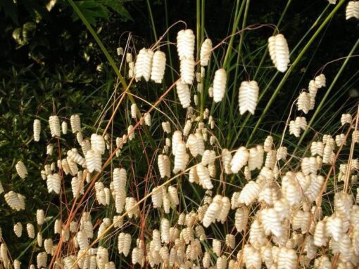100 QUAKING GRASS (Rattlesnake Grass) Briza Maxima Seeds