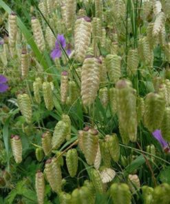 Alternative view of 100 QUAKING GRASS (Rattlesnake Grass) Briza Maxima Seeds
