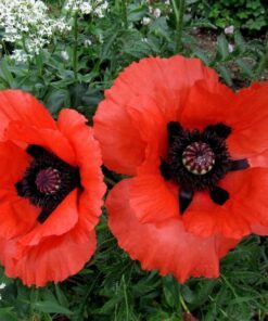 Alternative view of 500 ORIENTAL RED Mix POPPY Papaver Orientale Flower Seeds