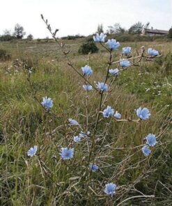 Alternative view of 1000 CHICORY (Blue Daisy / Blue Sailors / Coffeeweed / Succory) Chicorium Cicorium Intybus Flower Herb Seeds