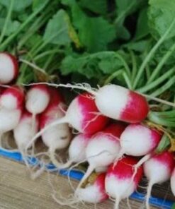 Alternative view of 750 FRENCH BREAKFAST RADISH Raphanus Sativus Vegetable Seeds