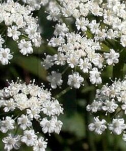 Alternative view of 500 WHITE ANISE Pimpinella Anisum HERB Flower Seeds