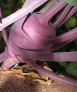 Alternative view of 2000 PURPLE VIENNA KOHLRABI Brassica Oleracea Gongylodes Vegetable Seeds
