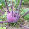 2000 PURPLE VIENNA KOHLRABI Brassica Oleracea Gongylodes Vegetable Seeds