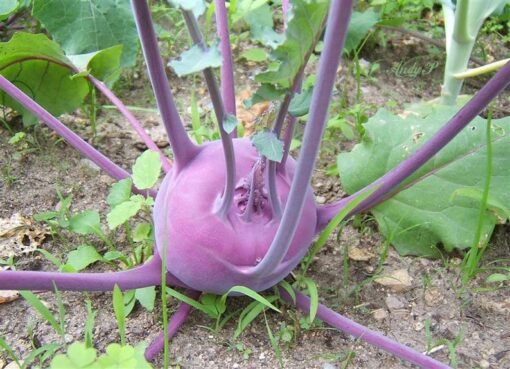2000 PURPLE VIENNA KOHLRABI Brassica Oleracea Gongylodes Vegetable Seeds