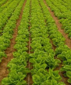 Alternative view of 3000 Loose Leaf Green GRAND RAPIDS LETTUCE Lactuca Sativa Vegetable Seeds