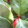 20 Creeping WINTERGREEN / TEABERRY Gaultheria Procumbens Evergreen Flower Seeds