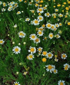 Alternative view of 1000 GERMAN CHAMOMILE Matricaria Recutita Chamomilla Herb Flower Seeds