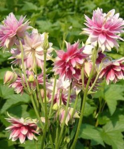 Alternative view of 25 NORA BARLOW Pink COLUMBINE Aquilegia Caerulea Flower Seeds *Comb S/H