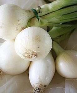 Alternative view of 500 Crystal White WAX PEARL ONION Allium Cepa Vegetable Seeds