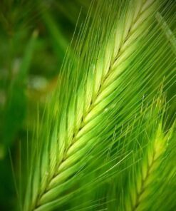Alternative view of 100 Common BARLEY Hordeum Vulgare Grain Grass Cover Crop Beer Seeds *Comb S/H