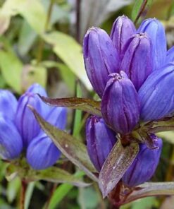 200 BOTTLE GENTIAN (Closed or Blind Gentian / Cloistered Heart) Gentiana Andrewsii Flower Seeds
