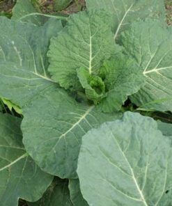 Alternative view of 500 GOLDEN ACRE Early CABBAGE Brassica Oleracea Capitata Vegetable Seeds