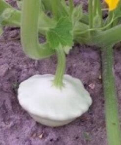 Alternative view of 50 WHITE Bush SCALLOP SQUASH (Patty Pan / Paty Pan / Squanter Squash) Summer Cucurbita Pepo Vegetable Seeds