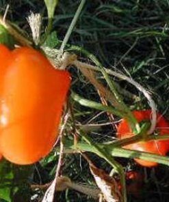 Alternative view of 50 ORANGE Sun BELL PEPPER Sweet Capsicum Vegetable Seeds *Comb S/H